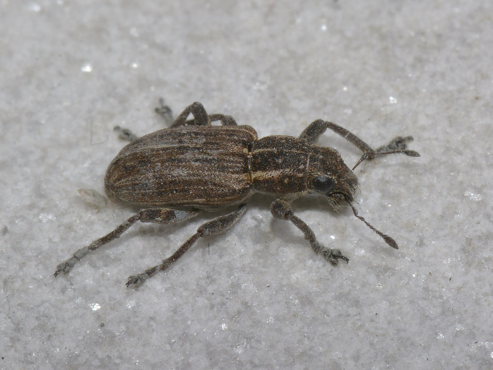 Sitona puncticollis? S !